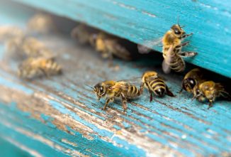 Eusocial Insects Meet Social Media